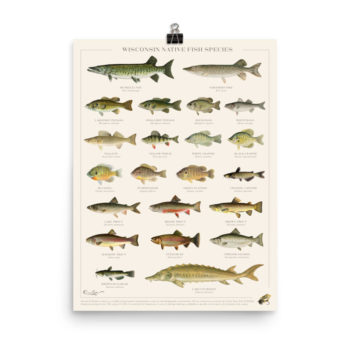 Wisconsin Native Fish Species Poster - Forward Apparel Company™